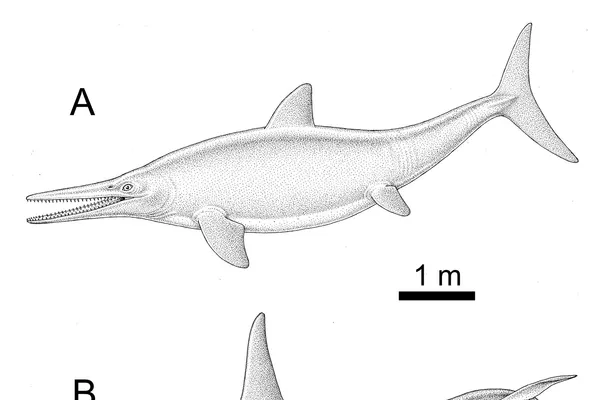 Reconstrução do ictiossauro de Annopol. Reconstrução do ictiossauro de Annopol. - Sputnik Brasil