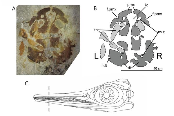 Reconstrução do crânio do ictiossauro de Annopol e indicação da localização do corte transversal preservado. - Sputnik Brasil