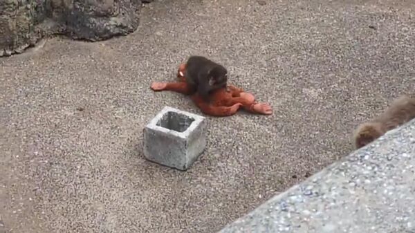 Filhote de macaco abandonado pela mãe emociona no Japão - Sputnik Brasil