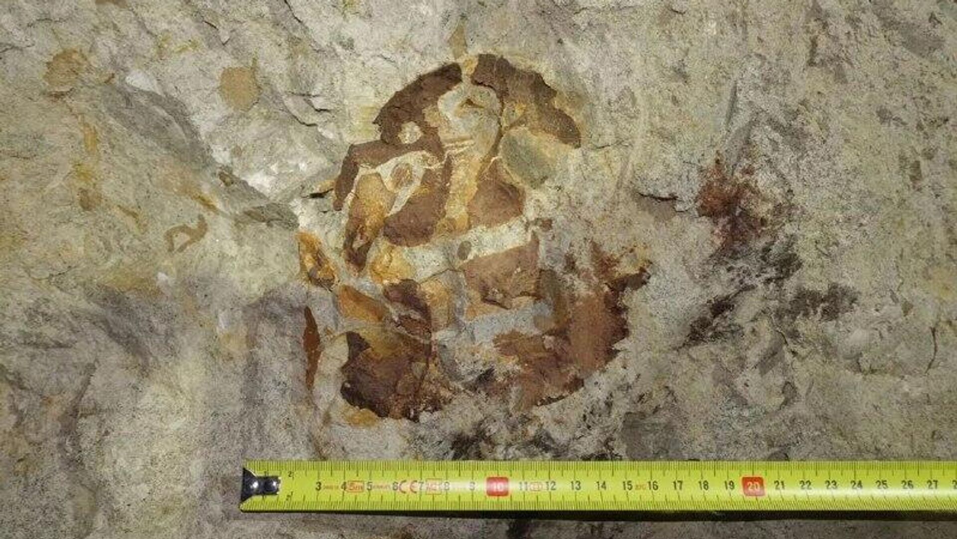 Ictiossauro gigante de 95 milhões de anos é descoberto na Polônia e intriga cientistas Ictiossauro gigante de 95 milhões de anos é descoberto na Polônia e intriga cientistas - Sputnik Brasil, 1920, 15.02.2026