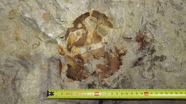 Ictiossauro gigante de 95 milhões de anos é descoberto na Polônia e intriga cientistas - Sputnik Brasil