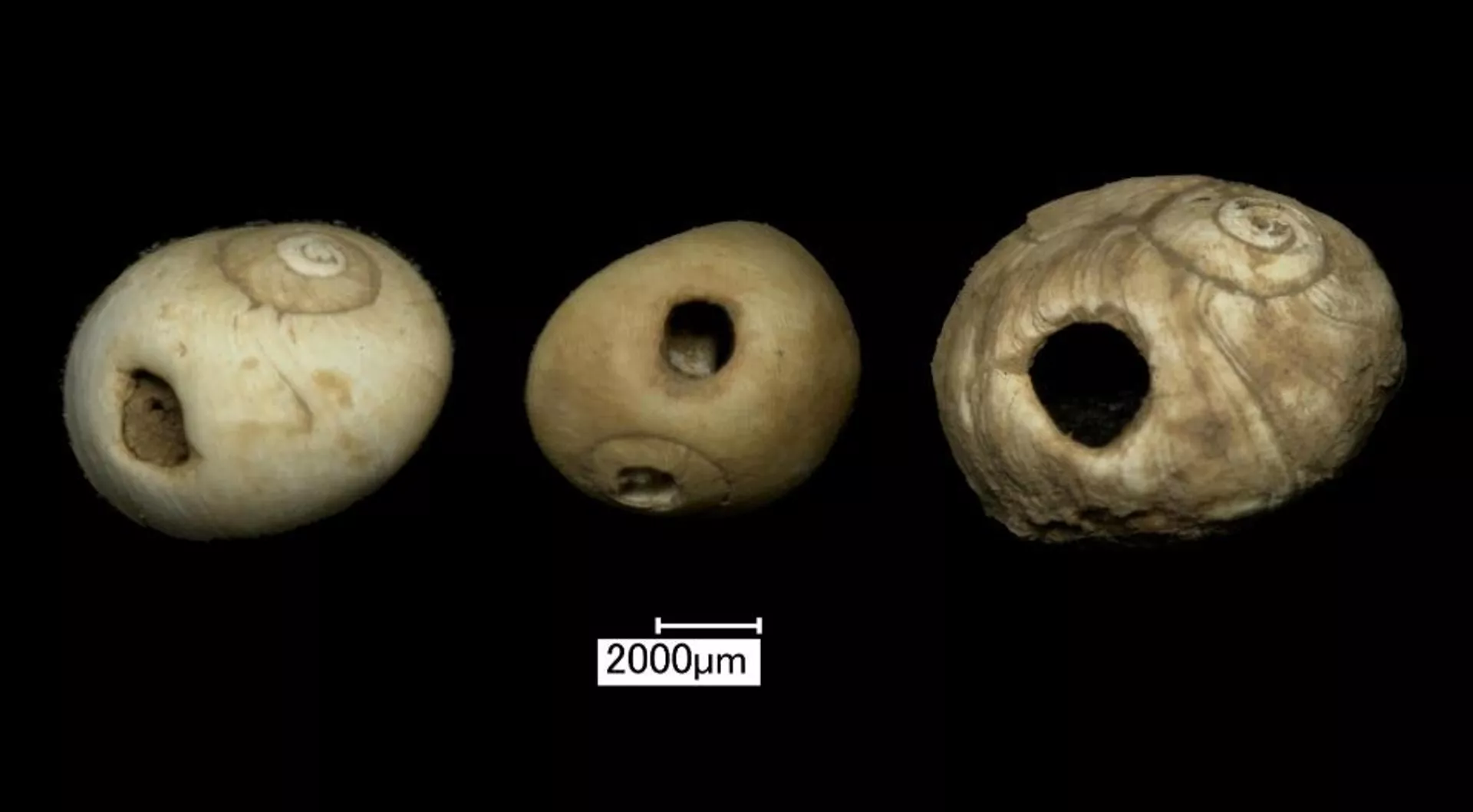 Contas perfuradas de concha da caverna de ossos de Heaning Wood. - Sputnik Brasil, 1920, 15.02.2026