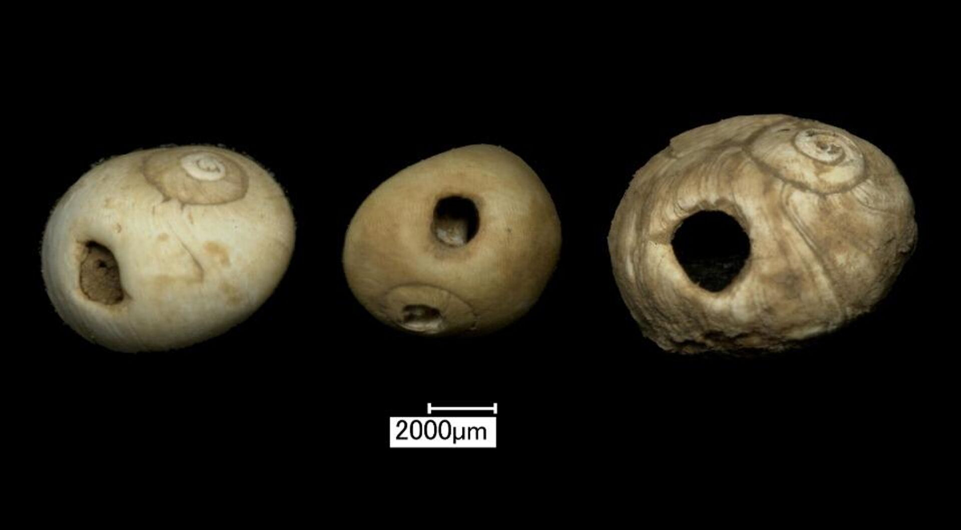 Contas perfuradas de concha da caverna de ossos de Heaning Wood. - Sputnik Brasil, 1920, 15.02.2026