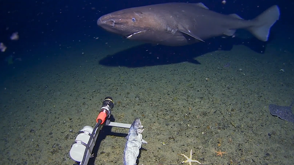 Primeiro tubarão a ser filmado no local em todo o Oceano Antártico Primeiro tubarão a ser filmado no local em todo o Oceano Antártico - Sputnik Brasil