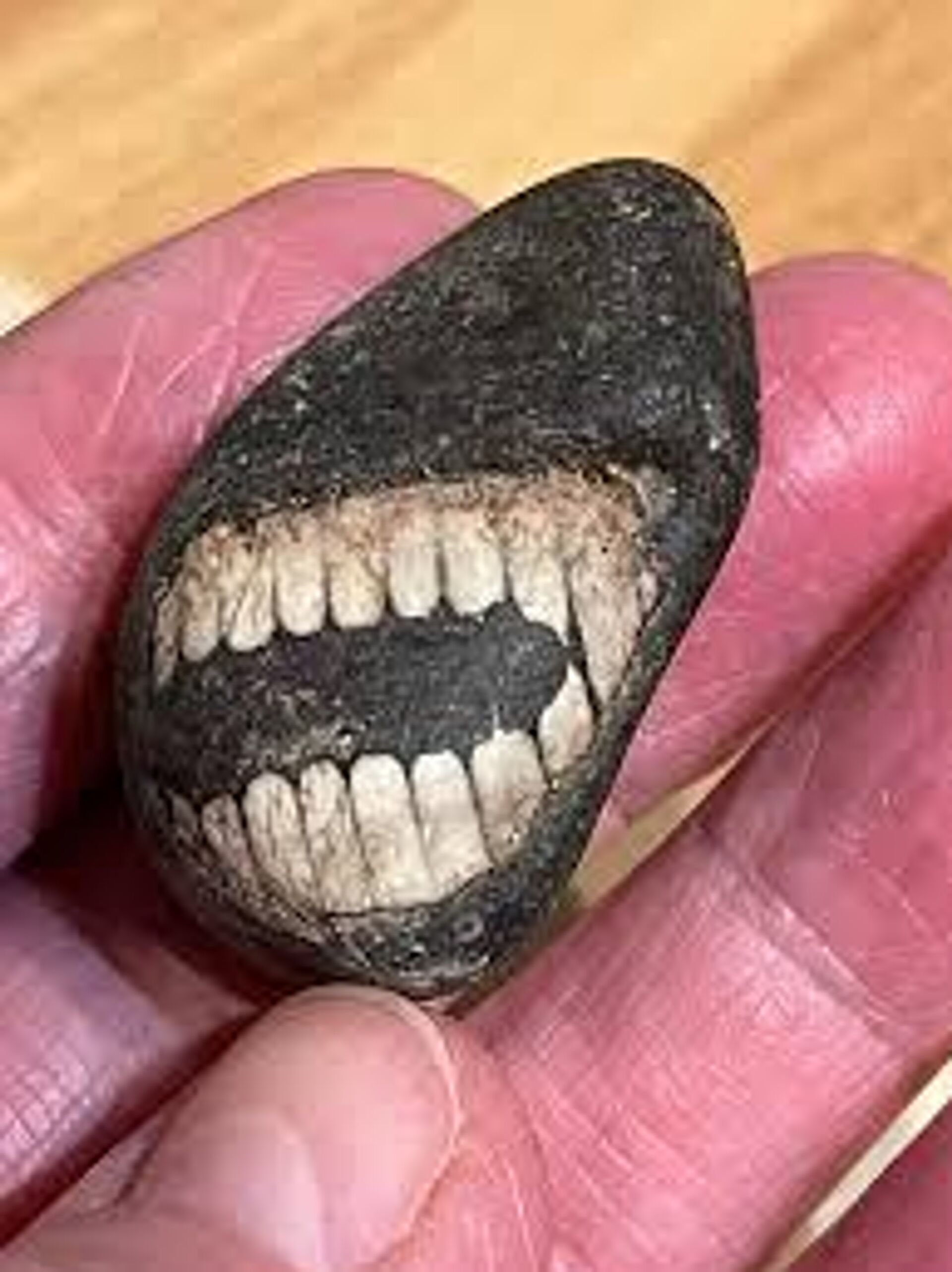 Fóssil “sorridente” descoberto na Ilha Sagrada. - Sputnik Brasil, 1920, 19.02.2026