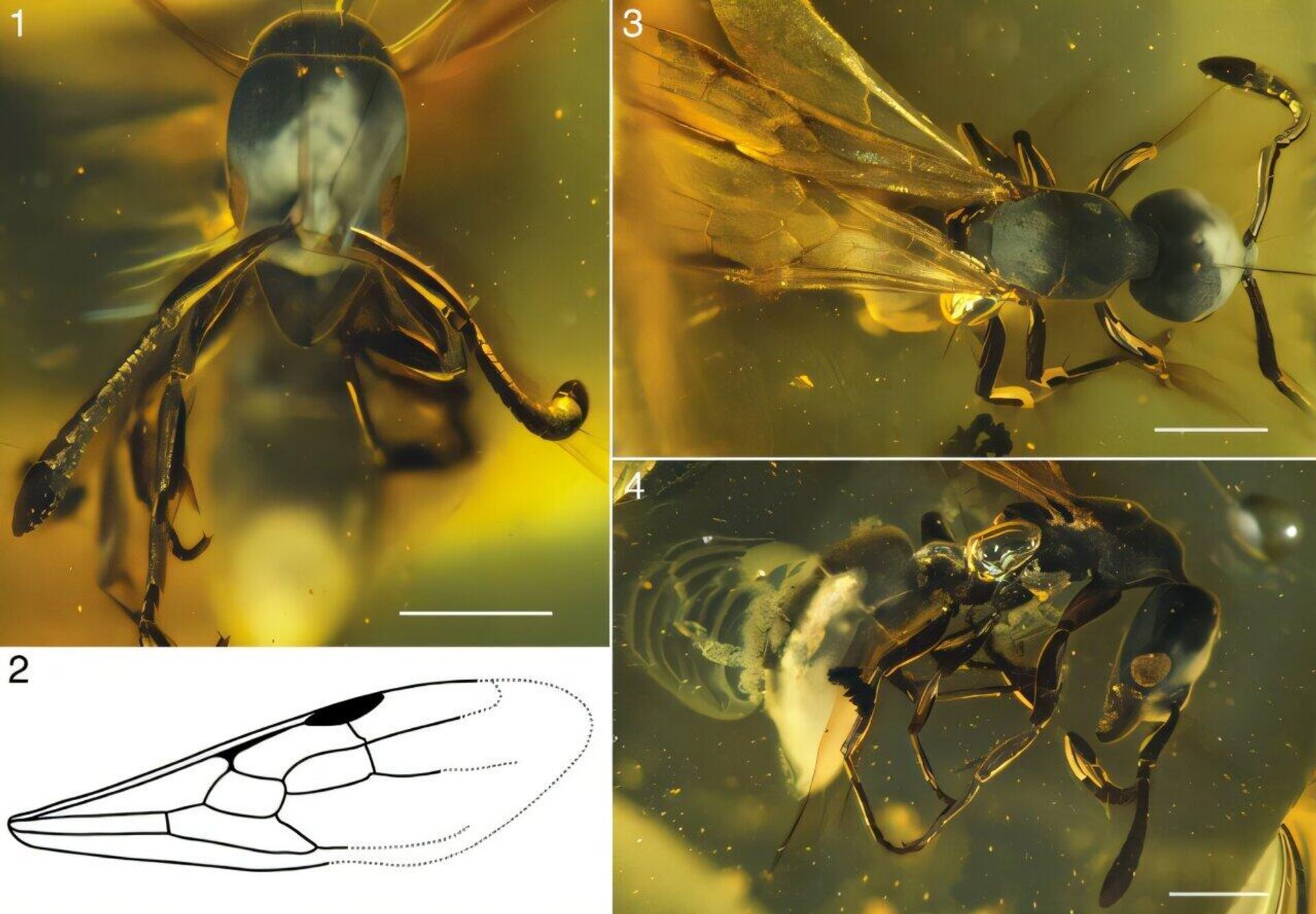 Hypoponera electrocacica a nova espécie de formiga encontrada em âmbar dominicano