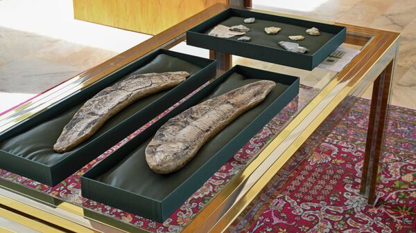 Restituição de fósseis de origem brasileira localizados na Argentina e na Itália - Sputnik Brasil