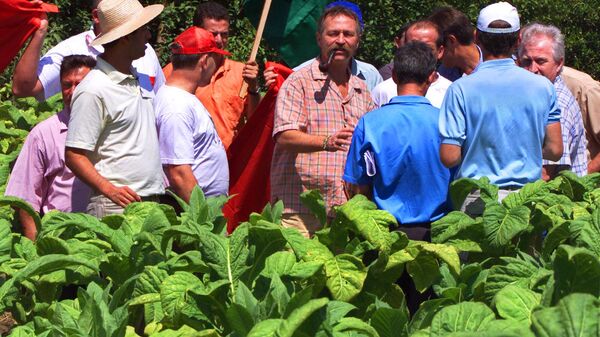 Uma plantação de tabaco brasileira. - Sputnik Brasil