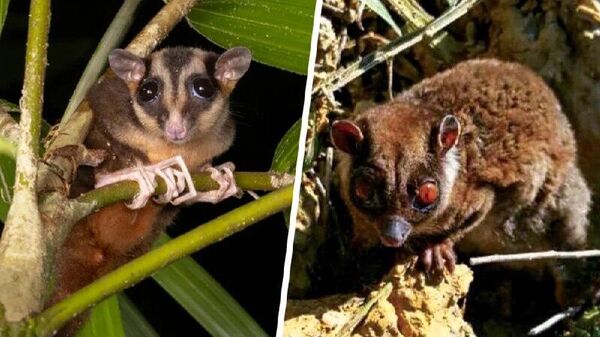 ⏰ Cientistas descobrem 2 espécies de marsupiais consideradas extintas há 6 mil anos - Sputnik Brasil