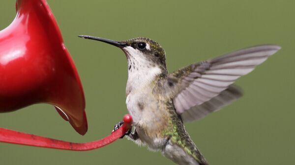 Beija-flor - Sputnik Brasil