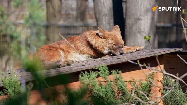 Até os lobos sabem a hora de descansar - Sputnik Brasil