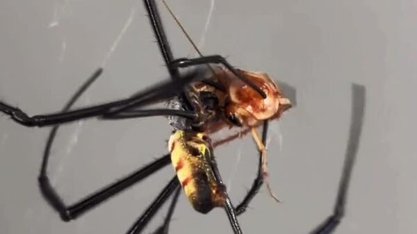 A Dona Aranha subiu pela parede… - Sputnik Brasil