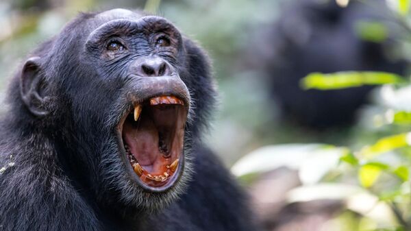 Um chimpanzé adulto, Pan troglodytes, mostra os dentes enquanto se comunica com o resto da comunidade no Parque Nacional de Kibale, Uganda - Sputnik Brasil