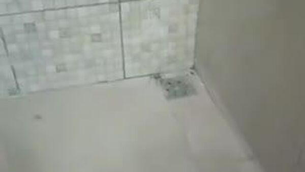 Bombeiros capturam aranha de grande porte em residência em MG - Sputnik Brasil