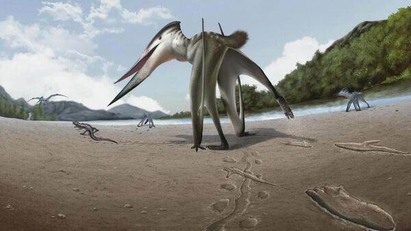 Representação artística do pterossauro Jinjuichnus procerus perseguindo um pequeno animal — com suas pegadas em primeiro plano - Sputnik Brasil