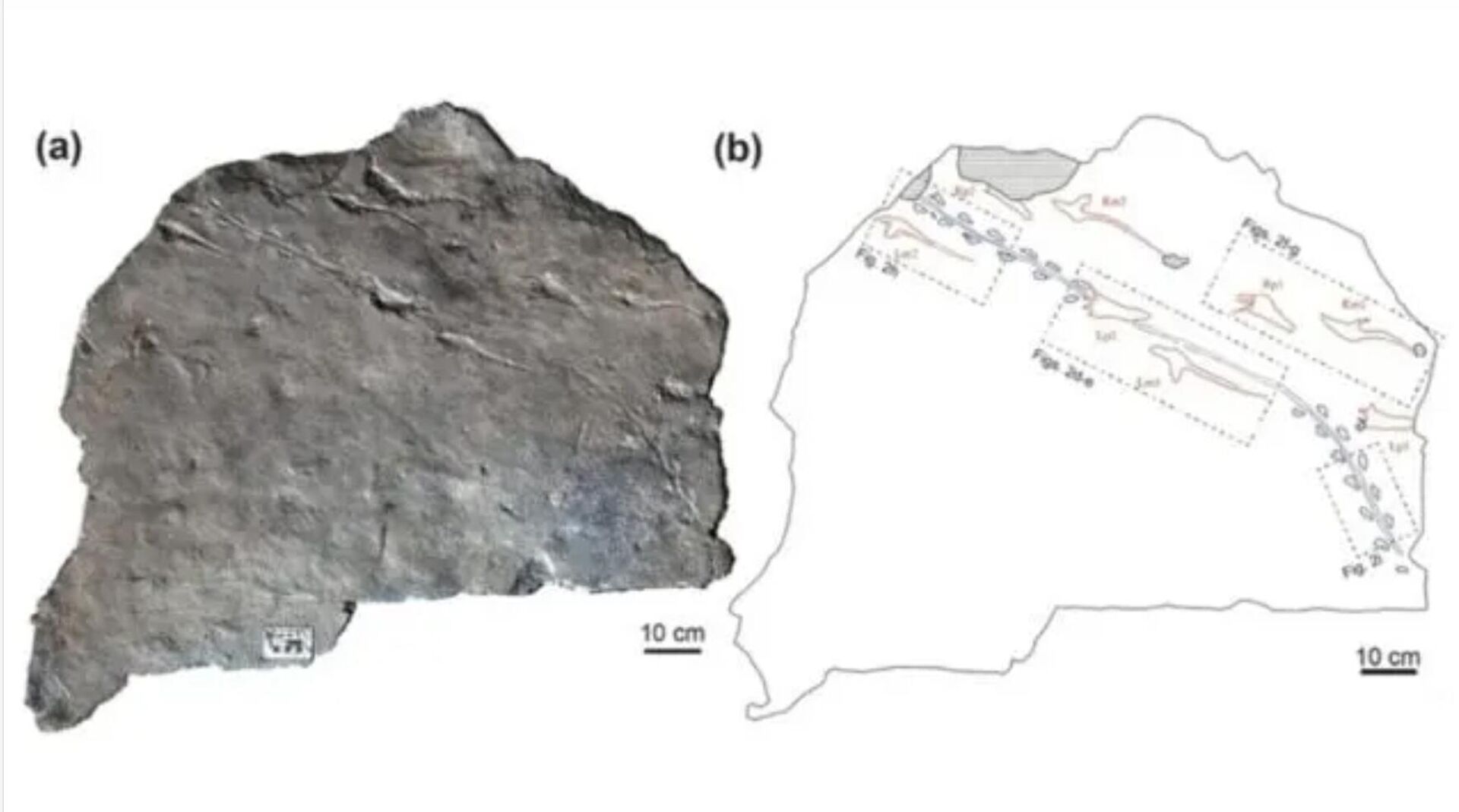 A laje de rocha com as pegadas incrustadas nela; (b) um diagrama destacando os dois conjuntos de pegadas, com o pequeno animal em azul e o pterossauro em vermelho