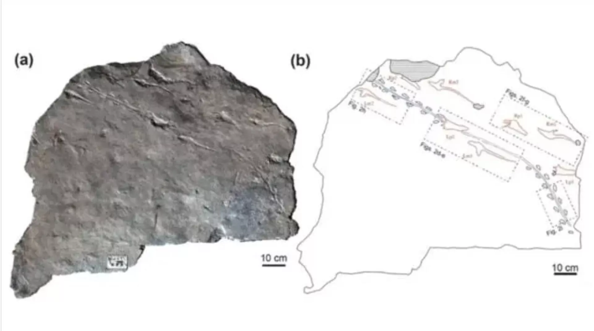 A laje de rocha com as pegadas incrustadas nela; (b) um diagrama destacando os dois conjuntos de pegadas, com o pequeno animal em azul e o pterossauro em vermelho - Sputnik Brasil, 1920, 25.04.2026