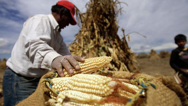 Javier Castro carrega espigas de milho para secar em um saco durante os últimos dias de colheita em um milharal perto de Serdán, México, 1º de fevereiro de 2007 - Sputnik Brasil