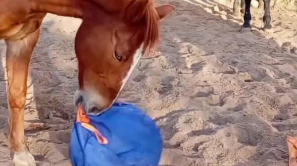 Cavalos do Zoológico de Moscou ganham brinquedo novo - Sputnik Brasil