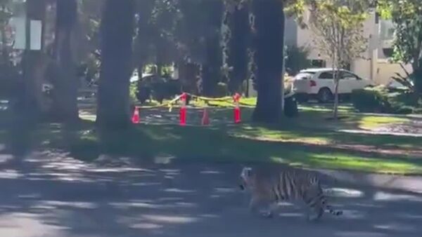 Filhote de tigre é flagrado passeando por bairro no México - Sputnik Brasil