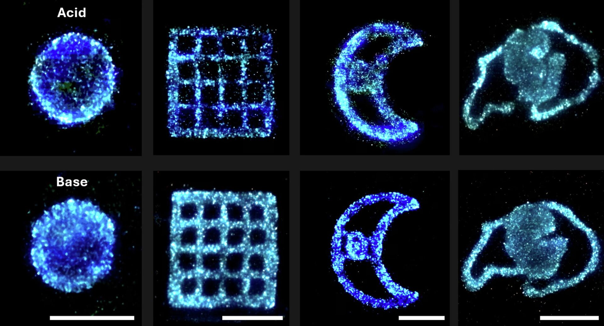 Ambientes ácidos (acima) e básicos (abaixo) desencadeiam diferentes comportamentos bioluminescentes em algas