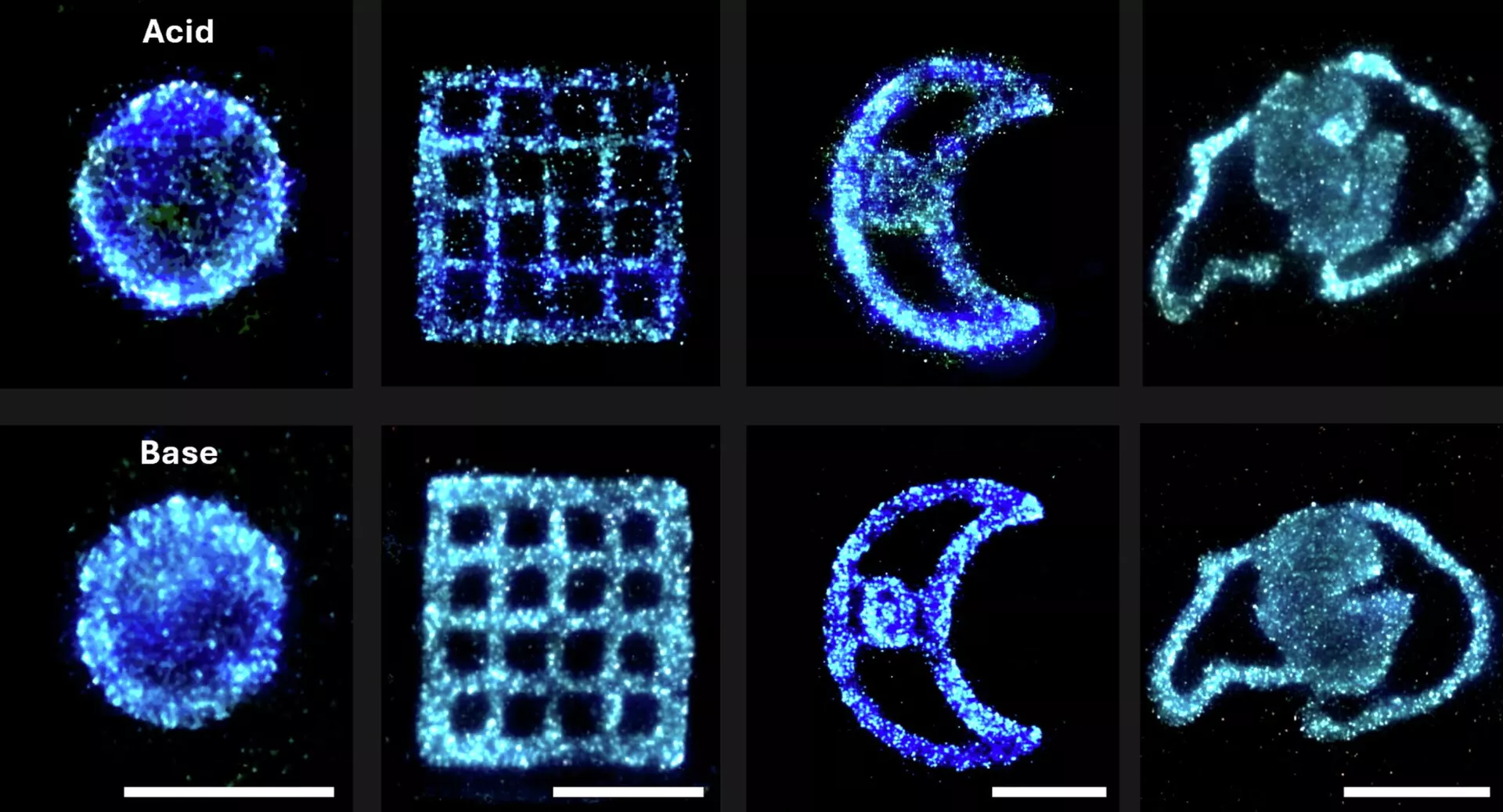 Ambientes ácidos (acima) e básicos (abaixo) desencadeiam diferentes comportamentos bioluminescentes em algas - Sputnik Brasil, 1920, 07.05.2026