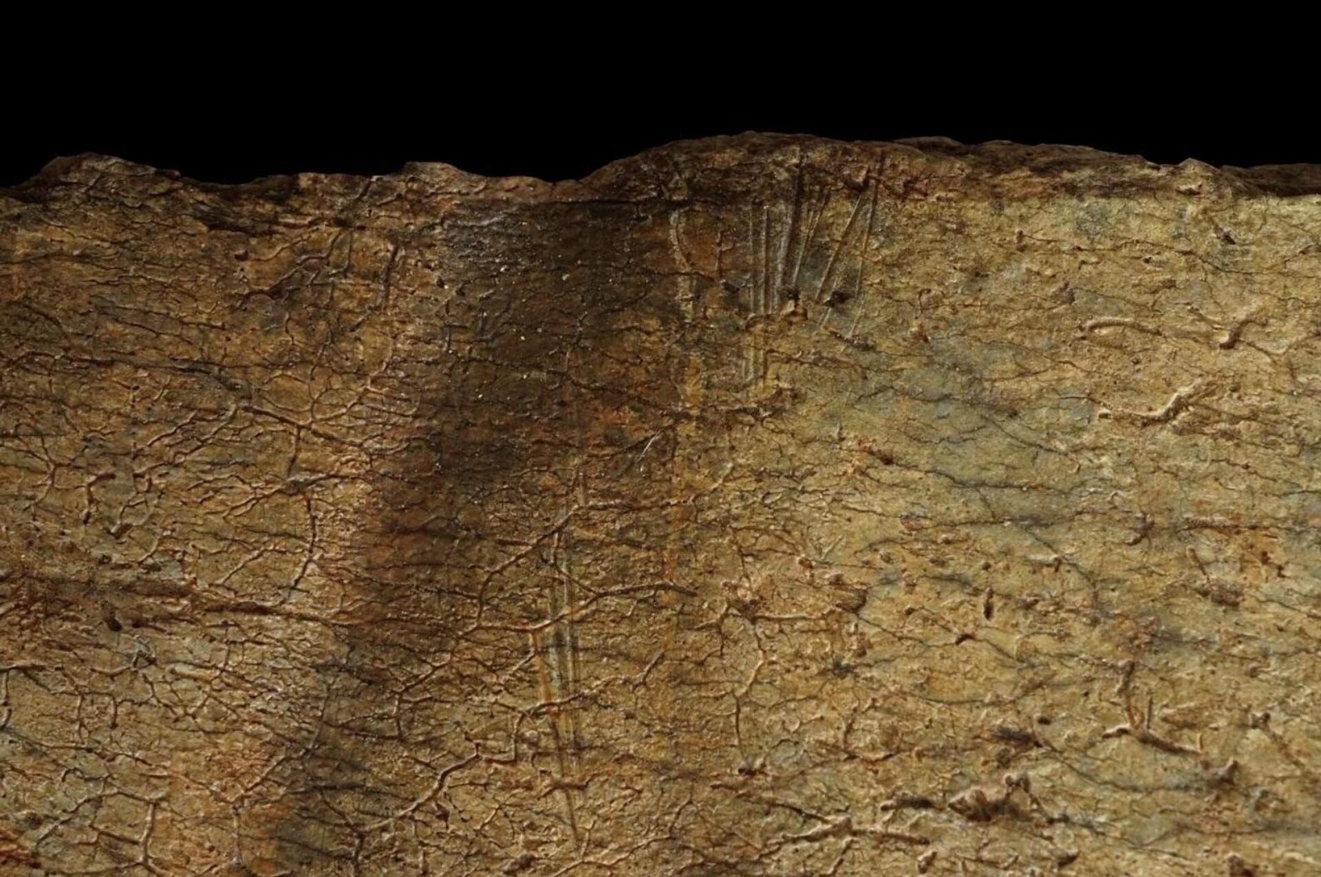 Marcas de corte em um osso fóssil, feitas por ferramentas de pedra durante o abate.
