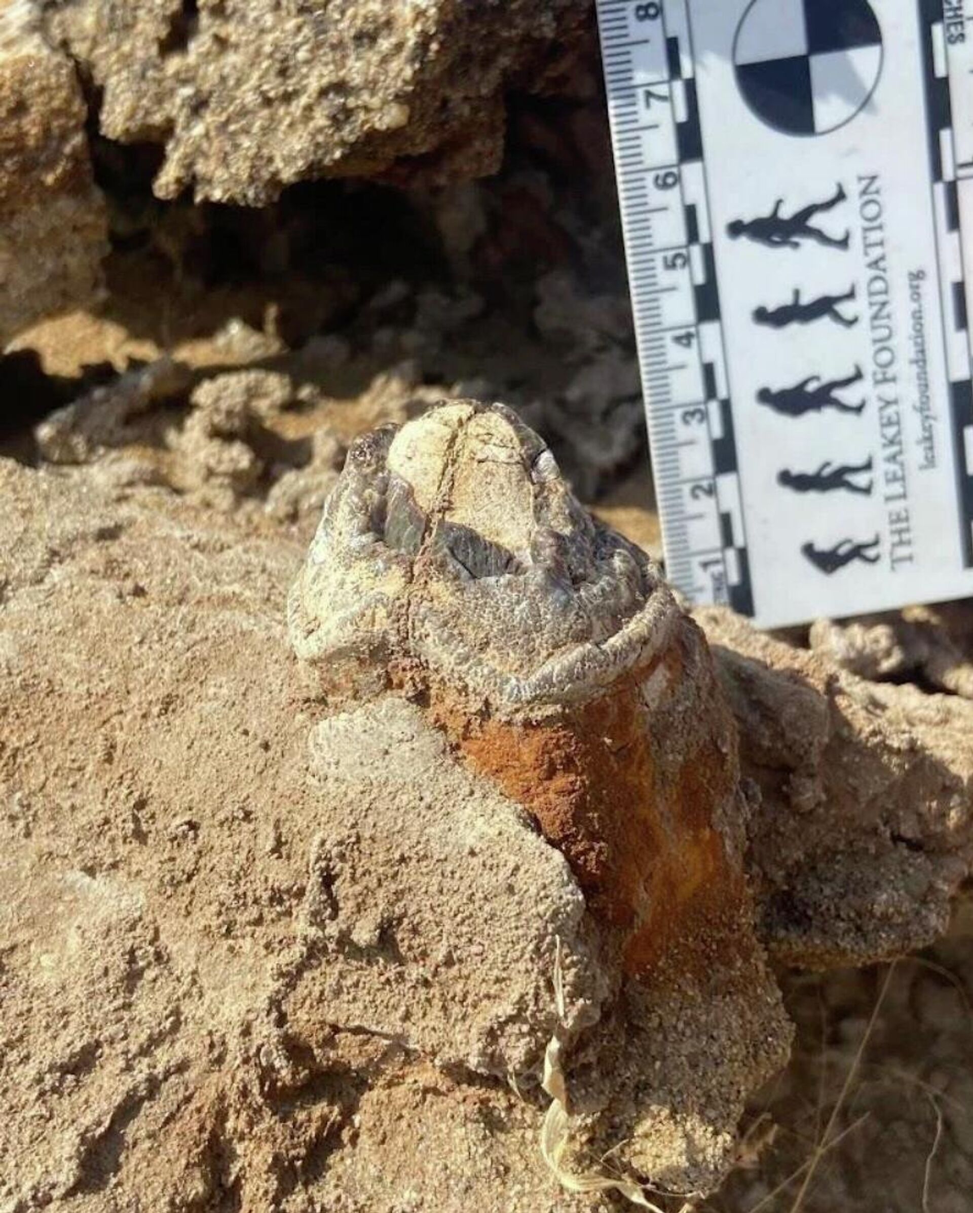 Dente de hipopótamo fóssil erodindo de arenito no local.