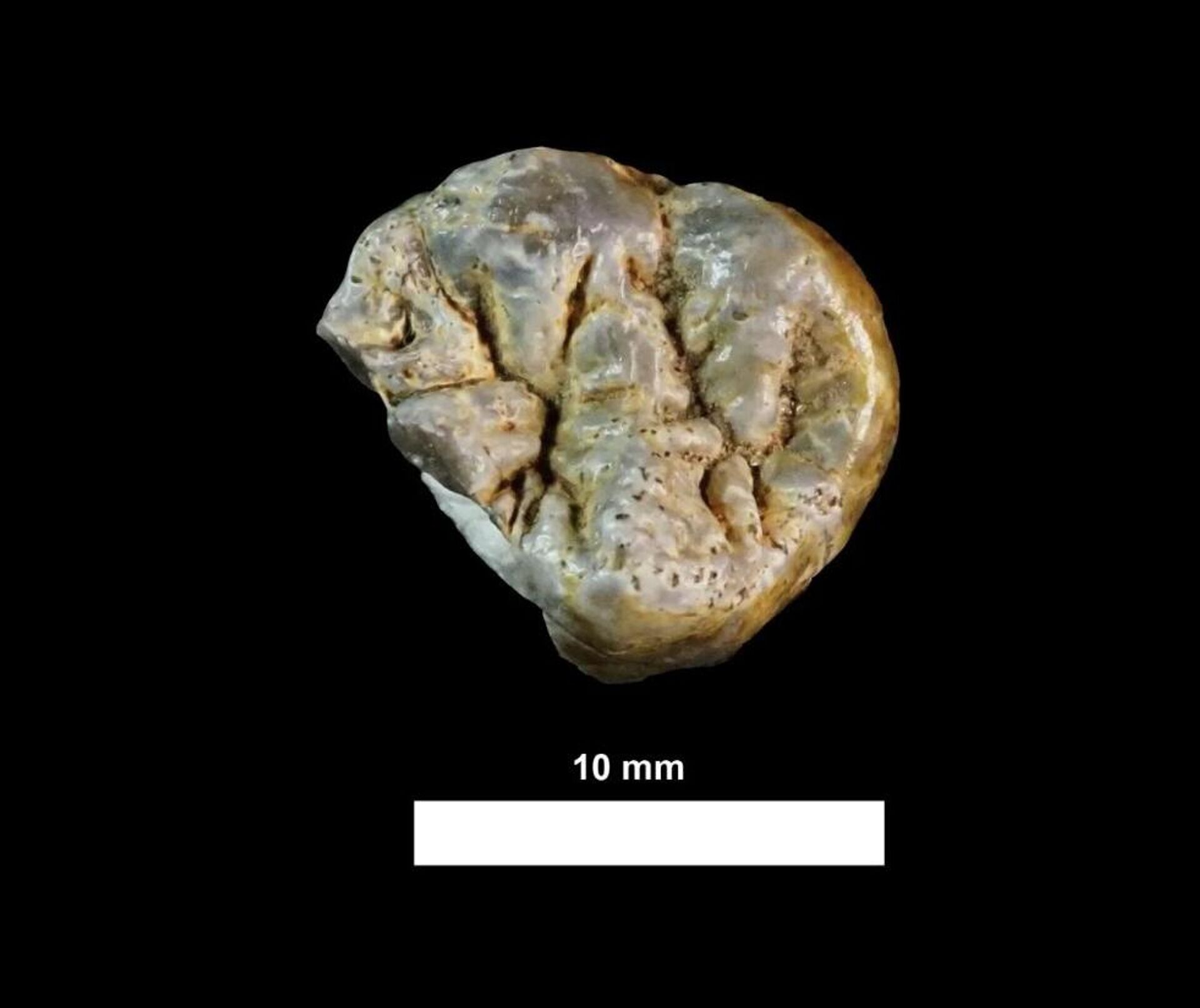 Dente molar superior de um Homo juvenil, estimado entre 6 e 7 anos de idade, encontrado no local.
