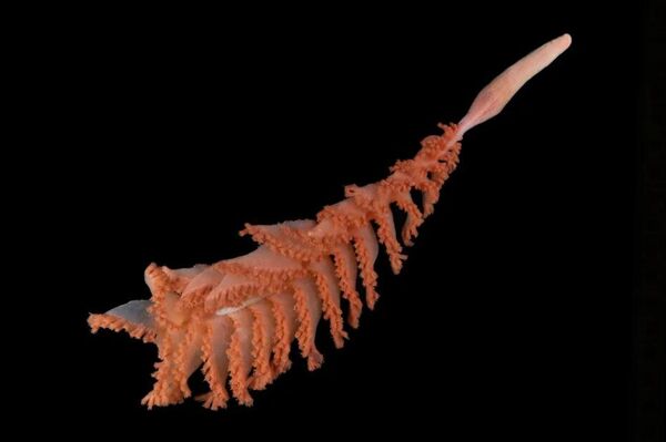 Uma pena‑do‑mar descoberta nas Ilhas Sandwich do Sul, no Atlântico Sul. Este exemplar está passando por análise genética para confirmar a sua linhagem evolutiva exata Uma pena‑do‑mar descoberta nas Ilhas Sandwich do Sul, no Atlântico Sul. Este exemplar está passando por análise genética para confirmar a sua linhagem evolutiva exata - Sputnik Brasil