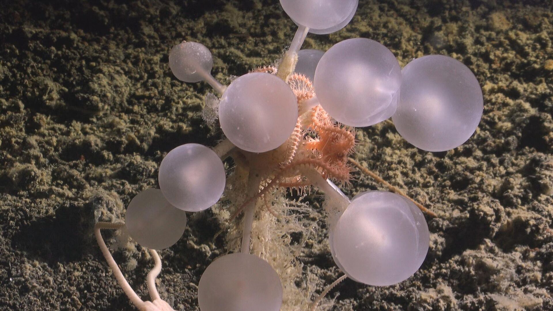Esponja‑árvore carnívora apelidada de bola da morte no fundo do oceano Esponja‑árvore carnívora apelidada de bola da morte no fundo do oceano - Sputnik Brasil, 1920, 21.05.2026