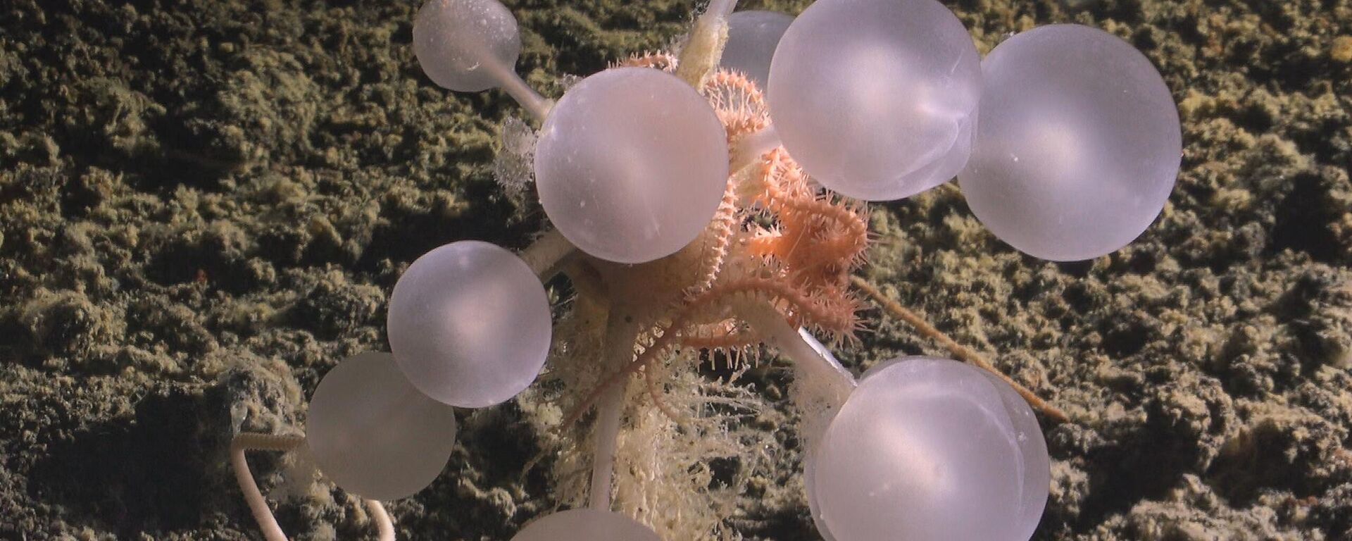 Esponja‑árvore carnívora apelidada de bola da morte no fundo do oceano - Sputnik Brasil, 1920, 21.05.2026