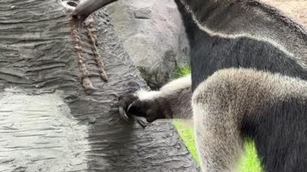 Tamanduá Diego transforma café da manhã em 'caça' no Zoológico de Moscou - Sputnik Brasil