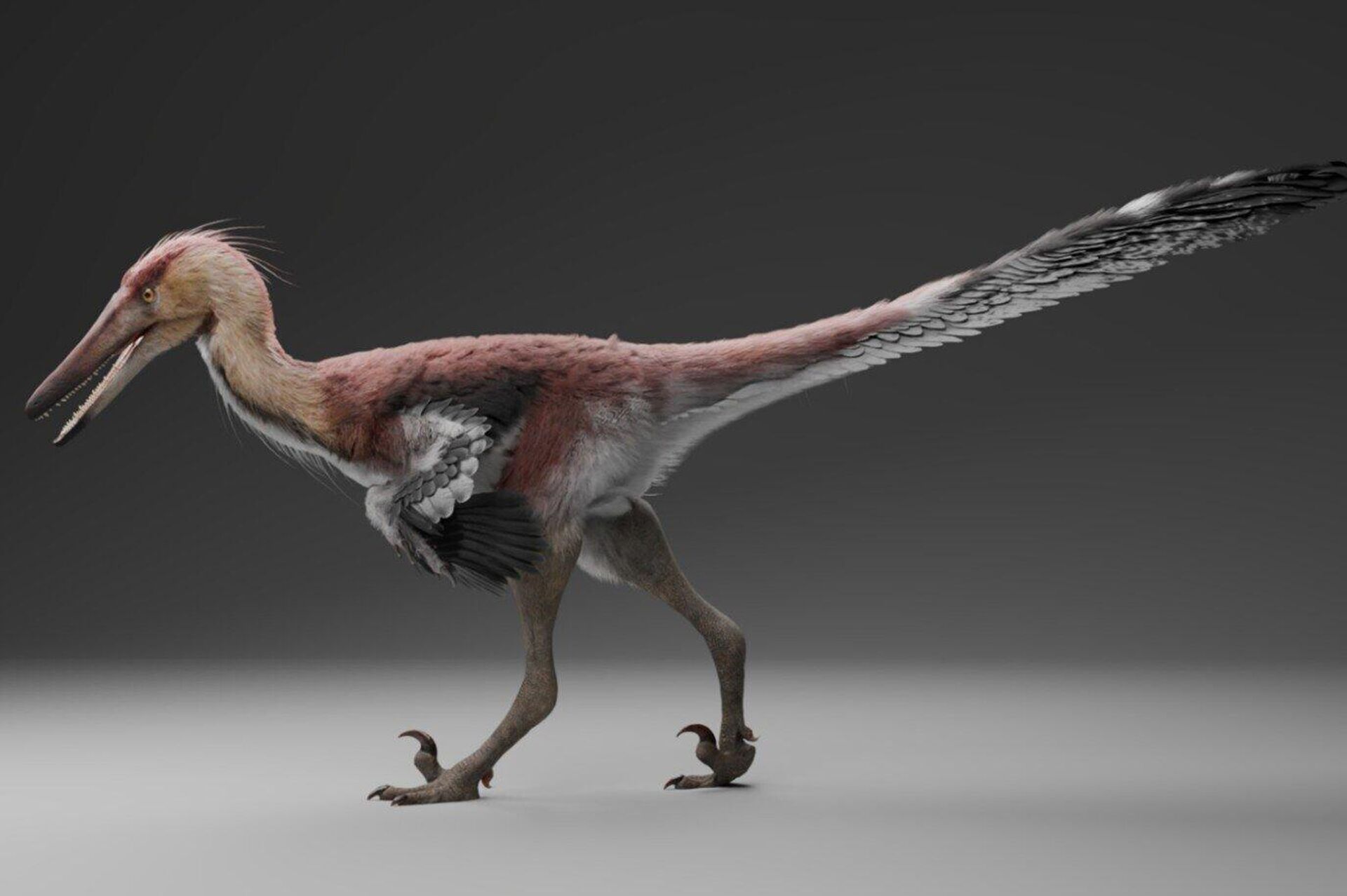 Uma reconstrução do dinossauro Kank australis descoberto no sul da Patagônia argentina - Sputnik Brasil, 1920, 29.05.2026