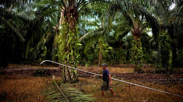 Agricultor caminha perto de palmeiras em uma plantação destinada a óleo de palma em Central Mamuju, na Ilha Sulawesi. Indonésia, 25 de fevereiro de 2025 - Sputnik Brasil