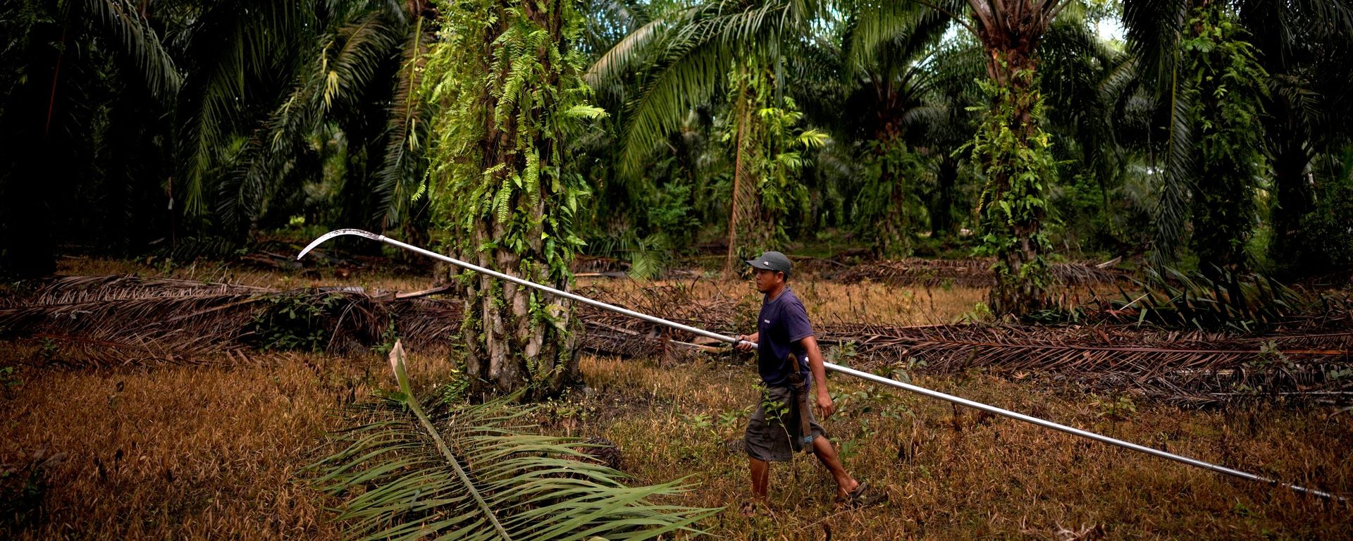 Agricultor caminha perto de palmeiras em uma plantação destinada a óleo de palma em Central Mamuju, na Ilha Sulawesi. Indonésia, 25 de fevereiro de 2025 - Sputnik Brasil, 1920, 14.09.2026
