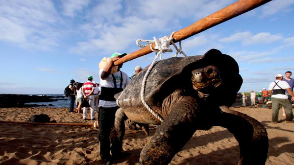 Uma tartaruga é carregada por guardas-parque na Ilha Pinta, nas águas ao norte do Arquipélago de Galápagos, Equador, na em 17 de maio de 2010 - Sputnik Brasil