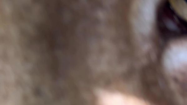 ⬛ Lince manda beijinho de perto para a câmera - Sputnik Brasil
