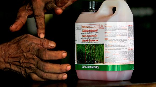 vendedor de agroquímicos do Sri Lanka dá instruções sobre como usar o glifosato, o herbicida mais popular do país, em um ponto de venda de produtos químicos em Padaviya, Sri Lanka, em 24 de julho de 2014 - Sputnik Brasil