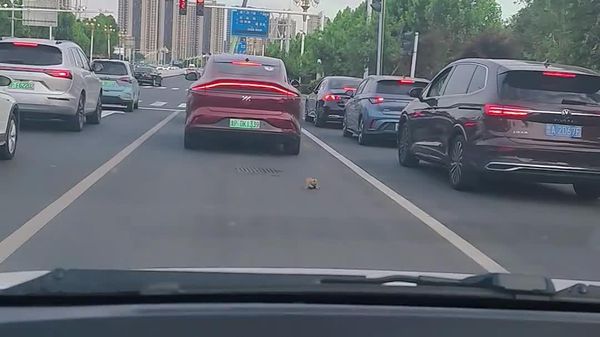 Na China, motorista salva gatinho no meio da pista - Sputnik Brasil