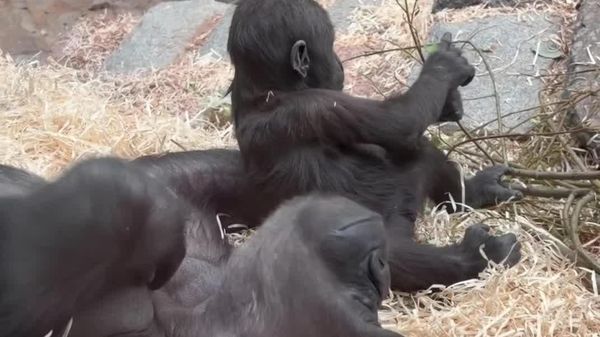 Filhote de chimpanzé encanta ao aparecer em momento de carinho com a mãe no Zoo de Moscou - Sputnik Brasil