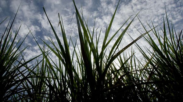 Canavial em Piracicaba (SP), em 2 de março de 2007 - Sputnik Brasil