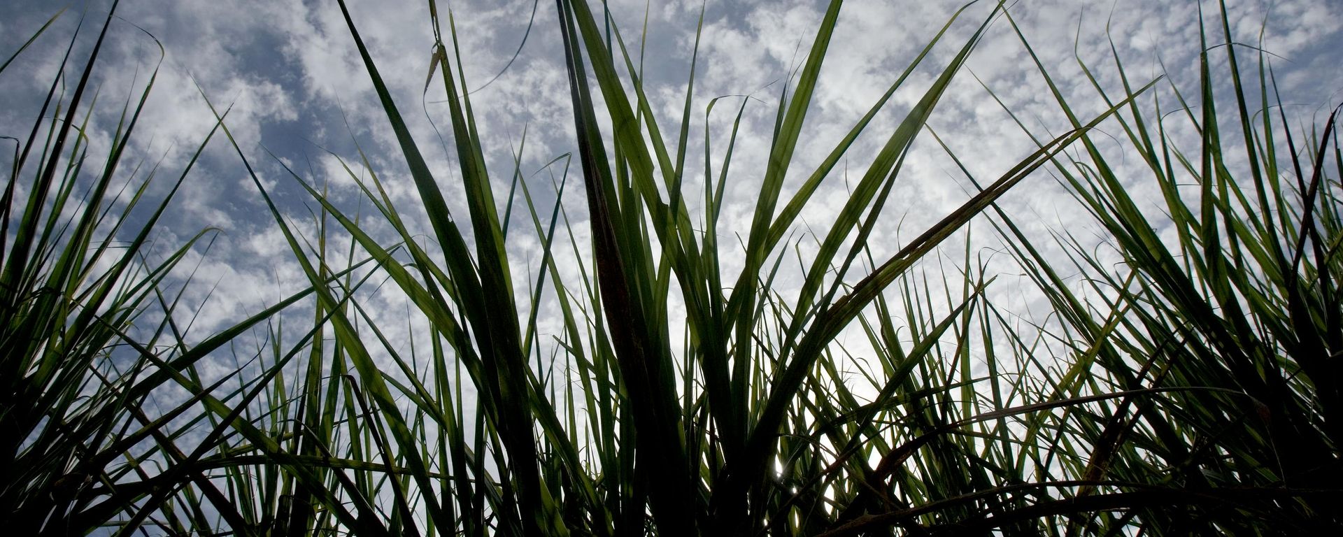 Canavial em Piracicaba (SP), em 2 de março de 2007 Canavial em Piracicaba (SP), em 2 de março de 2007 - Sputnik Brasil, 1920, 07.07.2026