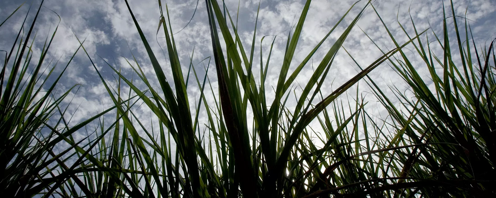 Canavial em Piracicaba (SP), em 2 de março de 2007 Canavial em Piracicaba (SP), em 2 de março de 2007 - Sputnik Brasil, 1920, 07.07.2026