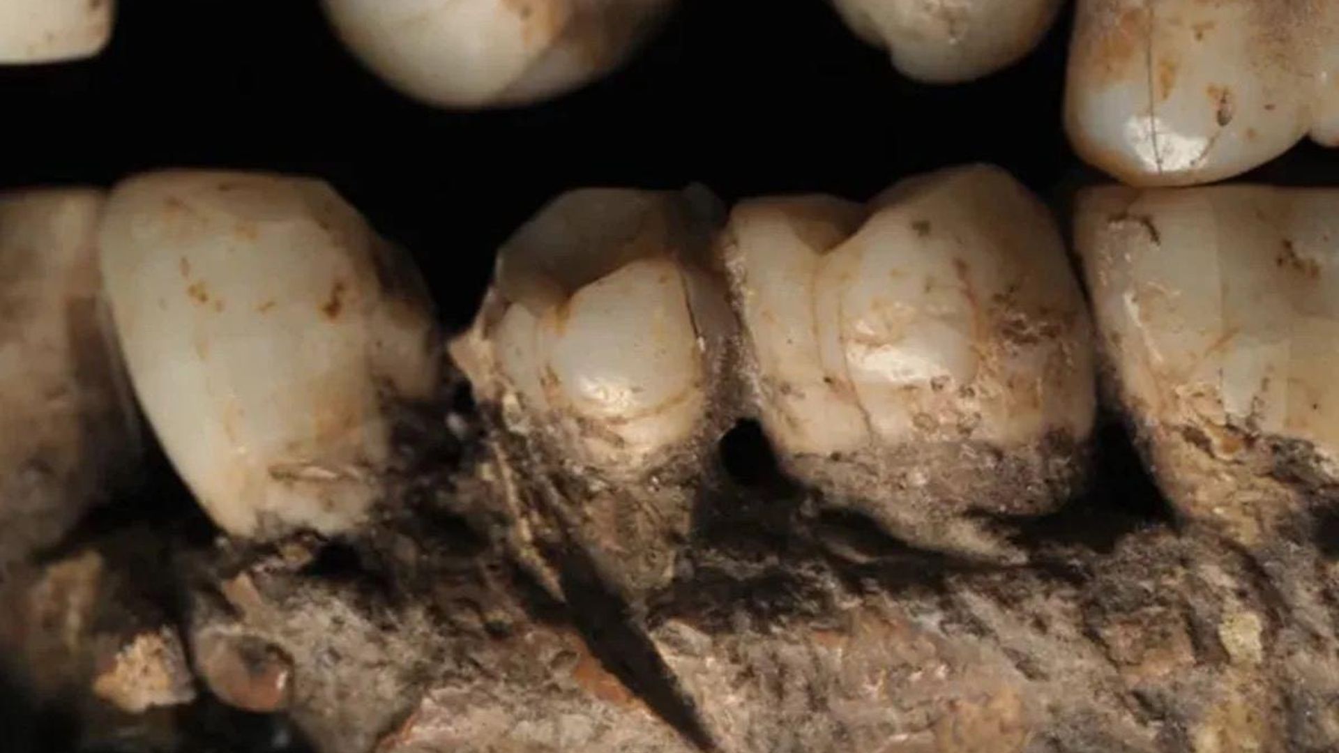 Mandíbula de Homo sapiens revela possível esfaqueamento há 100 mil anos Mandíbula de Homo sapiens revela possível esfaqueamento há 100 mil anos - Sputnik Brasil, 1920, 10.07.2026