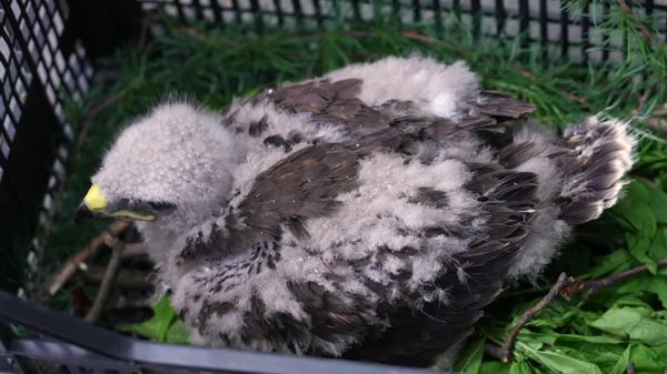 Filhote de gavião ganha novo lar em centro de aves em Moscou - Sputnik Brasil