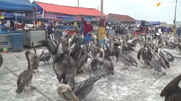 Centenas de pelicanos invadem cais e mercados no Peru em busca de alimento - Sputnik Brasil