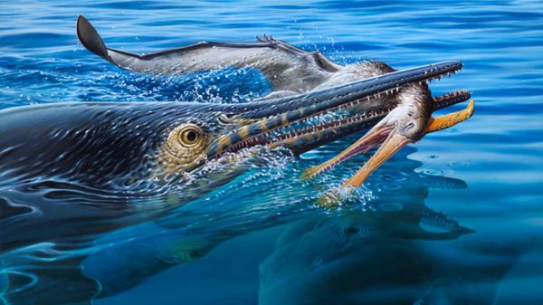 Figura 7: reconstrução da vida das prováveis ​​interações tróficas identificadas no espécime KK F1435, apresentando Platypterygius australis, pterossauro (Ornithocheiroidae indet.) e Kronosaurus queenslandicus - Sputnik Brasil