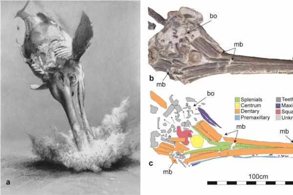 Fig. 2. Queda fatal de ictiossauro: fotografias e esquemas mostrando fraturas no crânio causadas por impacto. (a) Esboço reconstruindo o ictiossauro no momento do impacto contra o fundo marinho. (b) Fotografia em vista ventral de KK F1435. (c) Esquema das fraturas ósseas, vista ventral. Abreviações: bo, ruptura explosiva; mb, fratura principal; OB ou SP, sobreposição ou deslocamento proximal Fig. 2. Queda fatal de ictiossauro: fotografias e esquemas mostrando fraturas no crânio causadas por impacto. (a) Esboço reconstruindo o ictiossauro no momento do impacto contra o fundo marinho. (b) Fotografia em vista ventral de KK F1435. (c) Esquema das fraturas ósseas, vista ventral. Abreviações: bo, ruptura explosiva; mb, fratura principal; OB ou SP, sobreposição ou deslocamento proximal - Sputnik Brasil
