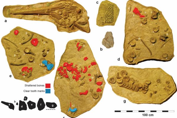 Fig. 3. Imagens 3D de KK F1435 com marcas de mordida e conteúdo estomacal. (a) Crânio quase completo; (b) Bloco com conteúdo estomacal; (c) Autopódio articulado; (d) Conjunto de vértebras, costelas e membros; (e) Centros vertebrais dorsais — alguns com marcas de dentes; (f) Vértebras dorsais fraturadas e costela deformada; (g) Vértebras caudais pré‑flexurais semiarticuladas; (h) Silhuetas indicando a posição aproximada de cada bloco. Abreviações: b, basisfenóide; f, fêmur; h, úmero; ip, isquiopúbis; n, espinho neural; p, falange; r, costela; s, escápula; sc, conteúdo estomacal; v1–v3, centros vertebrais com marcas de dentes Fig. 3. Imagens 3D de KK F1435 com marcas de mordida e conteúdo estomacal. (a) Crânio quase completo; (b) Bloco com conteúdo estomacal; (c) Autopódio articulado; (d) Conjunto de vértebras, costelas e membros; (e) Centros vertebrais dorsais — alguns com marcas de dentes; (f) Vértebras dorsais fraturadas e costela deformada; (g) Vértebras caudais pré‑flexurais semiarticuladas; (h) Silhuetas indicando a posição aproximada de cada bloco. Abreviações: b, basisfenóide; f, fêmur; h, úmero; ip, isquiopúbis; n, espinho neural; p, falange; r, costela; s, escápula; sc, conteúdo estomacal; v1–v3, centros vertebrais com marcas de dentes - Sputnik Brasil
